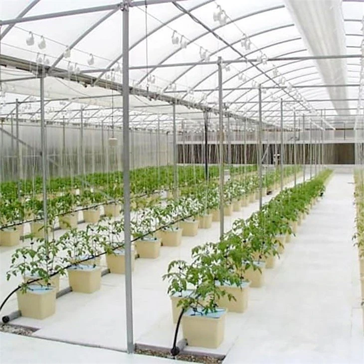 Dutch Bucket Grow Hydroponic China house green
