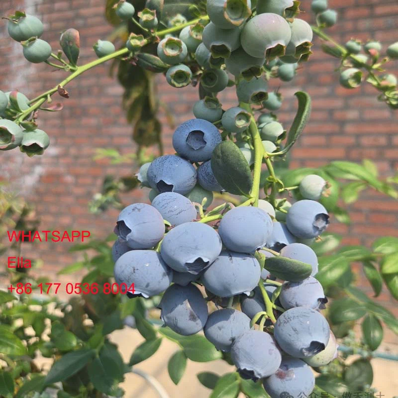 BLUEBERRY BLUEBERRY