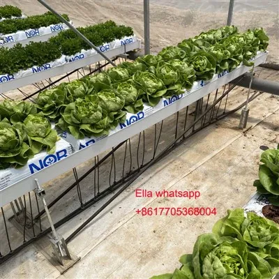 รางน้ำปลูกไฮโดรโปนิกส์สำหรับมะเขือเทศเขียว